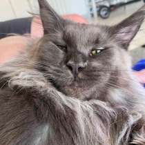 Maine Coon female, в г.Лион