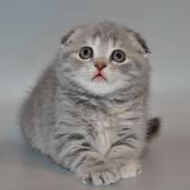 Шотландский котик, в Москве