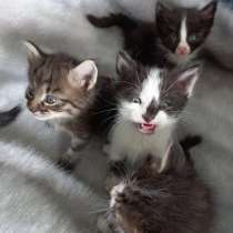 Подарю симпатичных котят, в г.Тараз