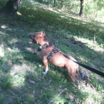 Мальчик Амстафа ищет супругу для серьезных отношений, в г.Черновцы