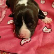 Красивые мальчики и девочки Амстаффа от чемпионов резерв, в Москве