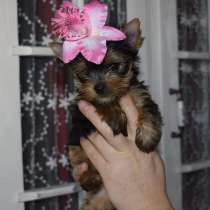 Йоркширский Терьер, в г.Анталия