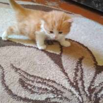 Отдам коият в хорошие руки, в г.Барановичи