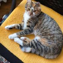 Кошка Лада ищет дом! В дар! Хотят выкинуть. Сос!, в г.Минск