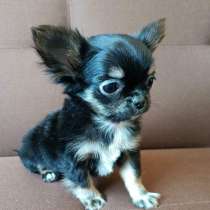 Мини мальчик чихуахуа, бэби фейс, в г.Вена