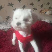 Передержка маленьких собак, в Москве