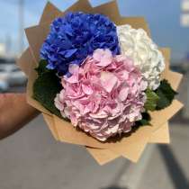 Голландский гортензия, в Москве