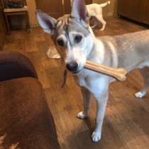 Лёня - метис хаски 9-ти месяцев, в Москве