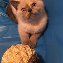 Британский котёнок, в г.Нью Сити