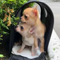 Mini chihuahua, в г.Париж