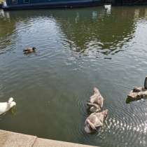 Joni, 36 лет, хочет пообщаться – Ищу женщину, в г.Лондон