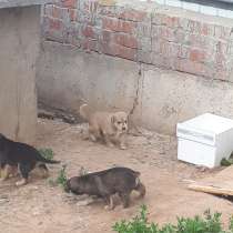 Щенки, в Ижевске