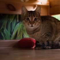 Отдам полосатую кошечку, в Краснодаре