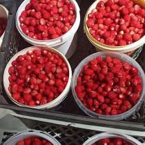 Лесная земляника, в Нижнем Новгороде