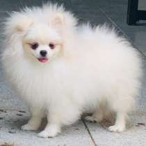 Померанский шпиц, в г.Кассель