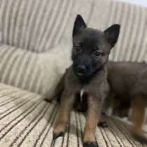 Отдам щенков Малинуа в хорошие руки, в г.Лод