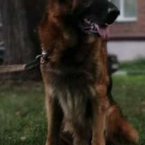 Подростки немецкой овчарки, в Балашихе