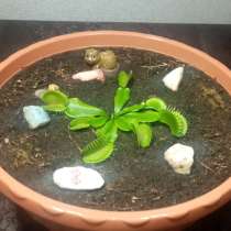 Молодая Венерина мухоловка (лат. Dionaea muscipula), в Тюмени