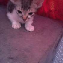 Сфинкс Тамерлан, в Волгодонске