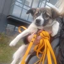 Маленькая ласковая собачка, 5 месяцев, в Санкт-Петербурге