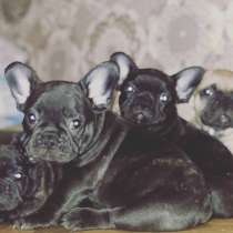 Щенки французского бульдога, в г.Белая Церковь