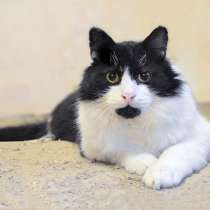 Роскошный, очень добрый котик Атос, преданный людьми, в Москве