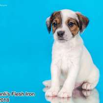Парсон рассел терьер щенки, в Москве