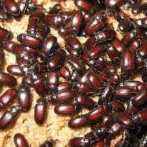 Жуков-знахарь(чернотелка, в Краснодаре