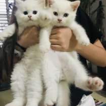 Британцы, мальчики, в г.Petah Tiqwa