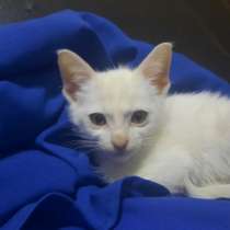 ОТДАМ В ДОБРЫЕ РУКИ, в г.Баку