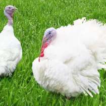 Индюшата Хайбрид, куры китайские черные,мараны,инкубационнон, в Солнечногорске