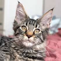 Девочка Мейн-Кун, в Великом Новгороде