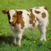 Закупаем, молодняк (бычки, тёлочки) от 50-100кг, в г.Могилёв