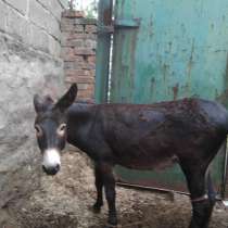 Два Ослика, в г.Луганск