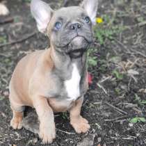 Французский бульдог. Blue fawn, в г.Грюнберг
