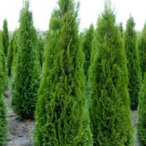 Туи, в Ростове-на-Дону