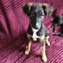 Щенок с грустными глазами и кудрявыми ушками, в Санкт-Петербурге