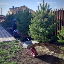 Живое Дерево - Проверенные решения для озеленения, в Тобольске