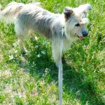 Безумно красивый старый пес остался без дома, в Санкт-Петербурге