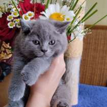 Срочно Scottish straight мальчик и девочка, в г.Тирасполь