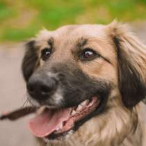 Красотка, в г.Амстердам