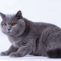 Кошки, в г.Брилон