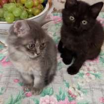 Отдам котят мальчиков 1,5 мес, в г.Донецк