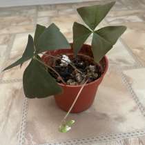 Кислица (оксалис), в Астрахани