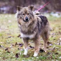 Небольшая пушистая собака ищет дом, в Санкт-Петербурге