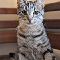 Ласковый, трогательный котенок-подросток Родни в добрые руки, в Санкт-Петербурге