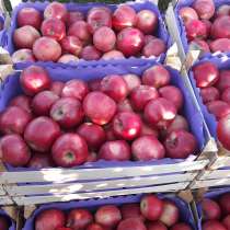 Яблоки все сорта. Соки прямого отжима, в г.Кишинёв