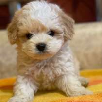 Мальтипу F - 1, в г.Висмор