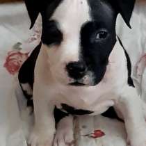 Мощные щенки Амстаффтерьера резерв, в Москве