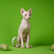 Котята шоу-класса от Питомника Эльф, бамбино, сфинкс, в Саратове